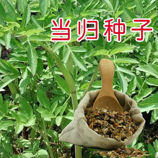 Angelica seed new medicinal material minxian yunseed seeds for four seasons planting balcony potted health care package germination rate angelica seed 200 capsules