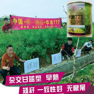 Yichende 5 oil 778 rapeseed seeds produce more oil, short stems, cold resistance, lodging resistance and early maturity. farmers plant rapeseed oil seeds in the field. huayou 777/100g