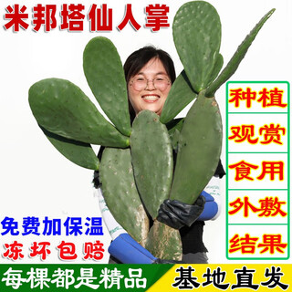 Spring branch rhyme edible mibonta cactus medicinal external application to reduce swelling, oral administration for beauty planting, grafted rhubarb thorn cactus, succulent, thornless, external application, fresh for 5 years 2jin jin is equal to 0.5kg
