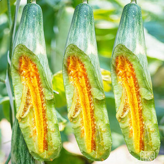 Dayu white melon seed collection cantaloupe seedlings seedlings seedlings baishami north and south fruit balcony planting autumn and winter sheep horn honey melon seeds 30 capsules