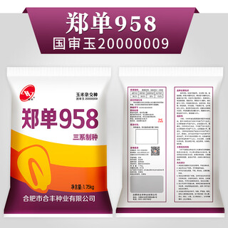 早熟郑单958杂交大田玉米种籽子种孑饲料水果玉米种子大全 郑单958三系制种 1斤
