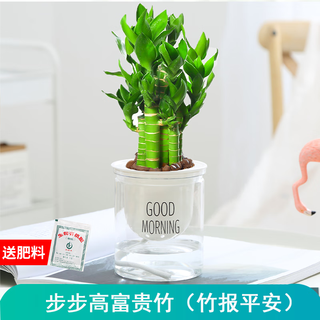 绿有意绿植盆栽多肉花卉盆栽植物室内桌面水培绿植办公室客厅植物懒人 步步高富贵竹（竹报平安）