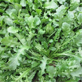 Pure wild shepherd's purse seeds, special vegetable wild vegetable seeds, old variety vegetable seeds from farmers, sown in spring and four seasons, wild shepherd's purse 4000 grains + fertilizer