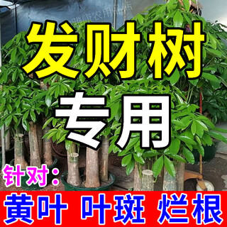 Money tree special nutrient solution, needle solution, yellowing, dead leaves, rotten roots, fertilizer, tree resurrection liquid activator, 1 bottle 500ml, one jin jin is equal to 0.5 kg.