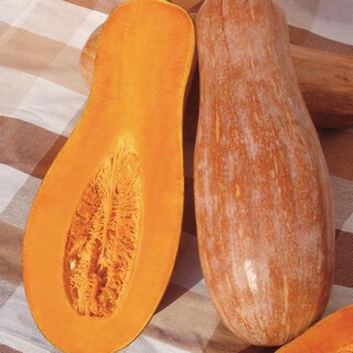 Qingyi xuanmiben pumpkin seeds high yield sweet noodle giant cream chestnut pumpkin golden hook pumpkin field planted vegetable seeds original packaging miben pumpkin about 30 pieces