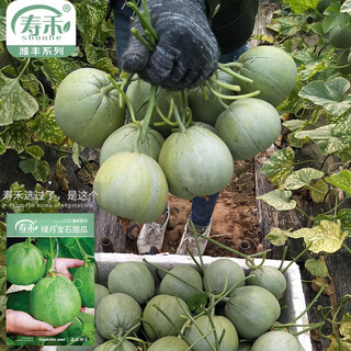 Shouhe emerald sweet melon seeds thin skin green skin green flesh four seasons potted shouguang seeds weifeng green moon gem melon seeds 35 capsules