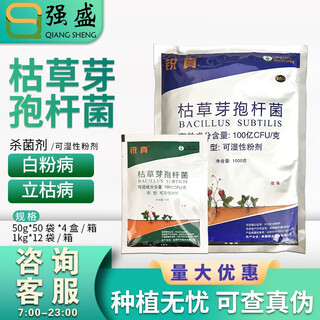 拜沃拜沃 锐真枯草芽孢杆菌人参立枯病草莓白粉病土传根部病害杀菌剂