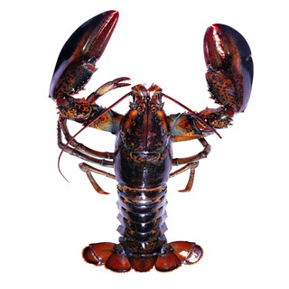 Fresh boston lobster 400-500g/piece