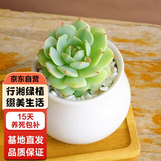 Xingxiang succulent potted plants succulent green plants indoor desktop potted plants jingye + millet jar ceramic pots straight from the source