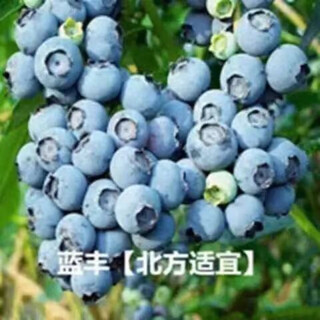Blueberry seeds blueberry sapling seeds balcony potted orchard courtyard blue plum tree fruit sapling seeds can be used in large areas blueberry seeds 50 capsules