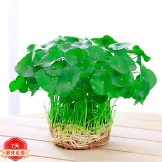 Yixuan copper money grass hydroponic potted indoor and outdoor flowers money grass green plants absorbing green plants flower plants 1 pot 100 stems with leaves shipped without pots