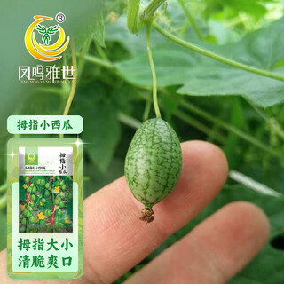 Fengming yashi thumb watermelon seeds 5 mini vegetable and fruit seeds seedlings balcony four seasons potted organic melon and fruit larvae