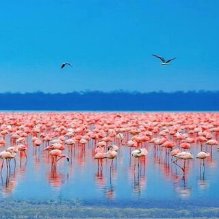 Kenya 10-day group tour departing nationwide jd.com departing nationwide adult