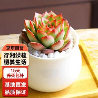 Xingxiang succulent plant succulent indoor plant desktop potted plant firefly + millet jar ceramic pot straight from the source