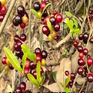 Sour vine seeds, also known as sour vine climbing shrubs, perennial vine trees, wild fruit seeds, sour vine seeds 100 tablets + fertilizer