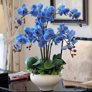 Ouwu phalaenopsis seedlings potted indoor flower plants desktop balcony new year's eve flowers blooming green plants flowers in all seasons smurf + transparent original pot + original soil