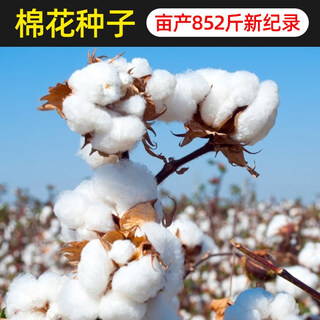 Huajun xinjiang cotton seeds field planting agricultural four-season high-yielding spring seeds cotton seeds trial planting 100 grains + fertilizer