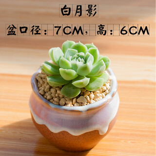 Jianshi succulent potted indoor kindergarten march 8th festival gift succulents with potted soil jade dew novice green plants and flowers bai yueying + exquisite flowerpot + soil