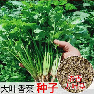 Complete collection of coriander seeds, farm coriander potted plants, large-leaf coriander seeds, four-season balcony coriander seeds, old varieties of rapeseed, coriander seeds, 1 pack, about 600 grains