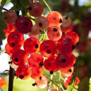 Gooseberry saplings, potted fruit seedlings, wild berries, patio balcony planting pots, 30 red currant seeds