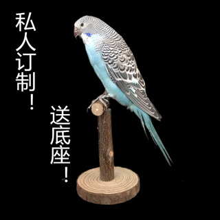 Benxin farm home furnishings, bird specimens, fake birds, simulated birds, parrot specimens, wall hangings, feathers, blue tiger skin