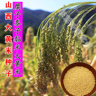 Shanxi big yellow rice seed shelled glutinous rice valley qinzhou yellow origin soft rice rice dumpling rice broom broom millet millet millet seed 150g simple packaging