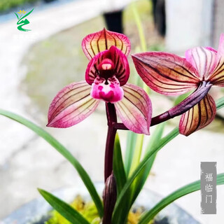 Wengyuan orchid lotus petal orchid fulinmen thin-leaf red orchid potted fragrant orchid fulinmen 3 seedlings extra strong seedlings simple pot soil