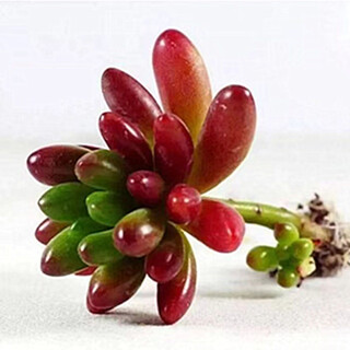 Succulent plants self-selected package series combination with flowers, potted green plants, fine succulents for beginners, rainbow jade 3-4 cm, free pot soil
