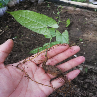 Golden gall bulbs, small bulbs for ground gall seeds, golden gall seedlings, seeds, wild provenance, 10 seedlings (seedlings about one year old), bare roots without soil