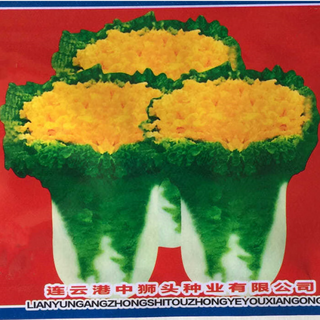 Yellow-heart chinese cabbage seeds zhongshitou chinese cabbage disease-resistant and high-yielding autumn field planting winter vegetable seeds zhongshitou no. 1 10g