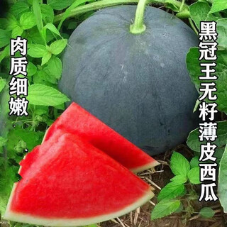 Watermelon with super sweet skin, thin flesh, early maturity, disease resistance, black skin, large watermelon fruit seeds, 3 packs of watermelon (song fertilizer)