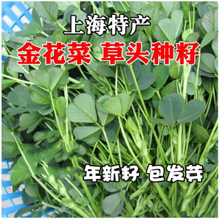 Qiu ying golden cauliflower grass head seeds clover large leaf daylily alfalfa shanghai specialty mother-in-law spring and autumn vegetables large leaf yellow flower grass head seeds original 3 packs