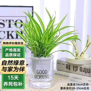 Tessis phnom penh chlorophytum green plant potted indoor office hydroponic plant desktop ornament + good morning pot straight from the source