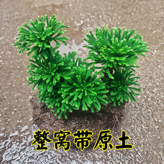 Shantou lincun selaginella nine-dead resurrection grass desktop flowers and plants bonsai potted rockery combination absorbent stone calamus orchid. the whole nest of about 3 to 5 heads is dug on the same day. tray not included