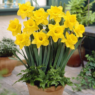 Zuojia garden 3 narcissus bulbs, spot imported narcissus bulbs, hydroponic potted perennial bulbs, dutch captain 3 bulbs 16-18cm, circumference 14-16cm