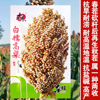 Nuoyou no. 1 sorghum seeds, high-yield wine-making sorghum seeds, sorghum seeds, miscellaneous grains, easy to grow in the field, white glutinous sorghum 50g