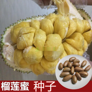 Durian honey seeds bear fruit early in the year, jackfruit, jackfruit, durian honey seeds, durian seeds, fruit seeds, durian honey seeds 2 capsules
