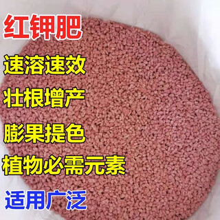 Iosn domestic high-quality potassium chloride general fertilizer flower fruit tree potassium fertilizer agricultural aquatic product granular red potash fertilizer flower five jin jin equal to 0.5 kg new high-efficiency potash fertilizer