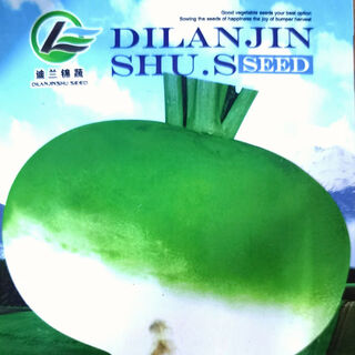 Qia seeds, buluk seeds, qiama ancient vegetable seeds, round cabbage turnip discs, kohlrabi vegetables, qia ma 1 ancient seeds, original color pack 1 bag, about 300 grains + fertilizer