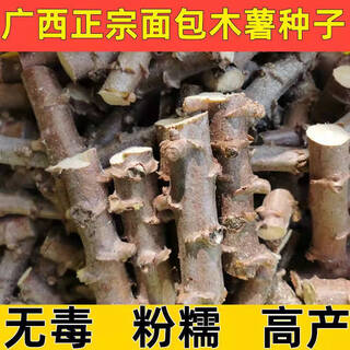 Guangxi bread cassava seedlings yellow heart and yellow flesh cassava seedlings red skin and white flesh cassava seedlings 2jin jin is equal to 0.5kg 5 cassava yellow flesh seeds
