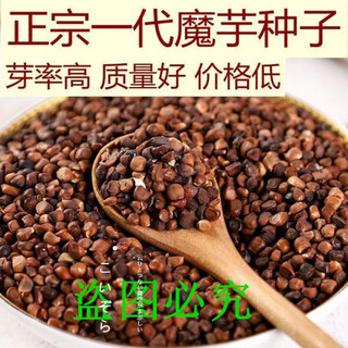 Authentic yunnan konjac seeds, high-yielding generation of konjac seeds, planted in all seasons, dehydrated and sterilized flower konjac seeds, white konjac half jin jin equal to 0.5 kg