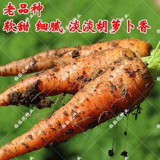 Old variety carrot seeds, farmer's carrot seeds, non-gmo seeds, soft and sweet old variety small carrots, old variety carrot seeds 20g