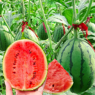Dayu early spring ruby watermelon seeds rock candy heart 2k potted small watermelon seedlings with soil seedlings suitable for southern planting early spring ruby watermelon seeds 20 capsules early maturing