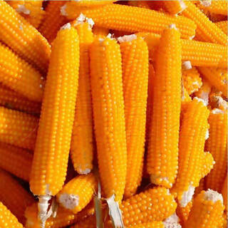 Chihui popcorn seeds special spherical high-yielding disease-resistant early-maturing popcorn seeds for spring garden field planting popcorn corn seeds about 200g simple package + fertilizer