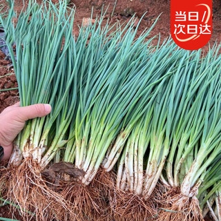 Beishu chive seeds for all seasons sowing balcony potted vegetable seeds four seasons chive seeds 1000 pieces x 2 packs