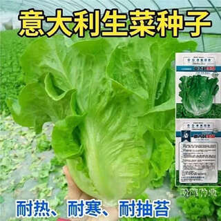 Peacock seeds are crispy, sweet and highly nutritious when eaten raw, four-season roma upright lettuce seeds for potted balcony vegetables, italian bolting-resistant lettuce, 1500 capsules per pack