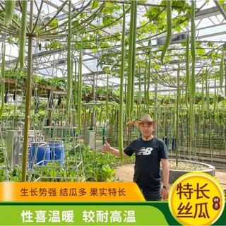 Extra long luffa seeds, giant balcony potted garden ornamental vegetable seeds, sowing climbing vines in spring and summer, 2 long luffa seeds, small quantity, not recommended