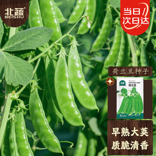 Northern vegetables snow pea seeds large pods four seasons soft pods pea lentil vegetable seeds snow pea seeds about 190