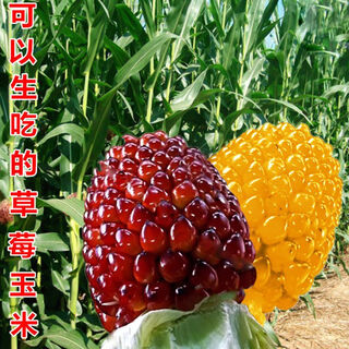 Supersüße frucht-ananas-mais-samen, großhandel ananas-mais, süße wachsmais-samen, wenwan-feld-saisongemüse, 20 erdbeer-mais-samen + 20 ananas-mais-samen