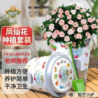 Devodo impatiens seed diy children's fun planting potted set plant observation cup children's day